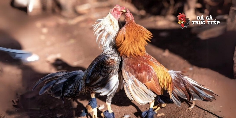 Bí Quyết Chọn Và Huấn Luyện Gà Tài Đá Hay Đúng Chuẩn Kê Sư 3 Phân tích lối đá và đòn độc của gà tài đá hay