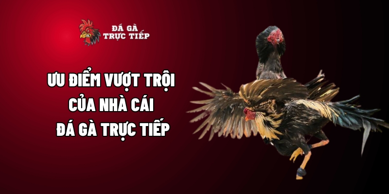 Ưu điểm vượt trội của nhà cái đá gà trực tiếp