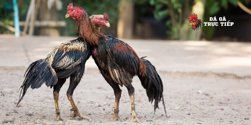 Bí Quyết Luyện Tập Cho Gà Đá Lên Cơ, Ra Đòn Cực Bén 3 Thời gian và lịch luyện tập cho gà đá chuẩn
