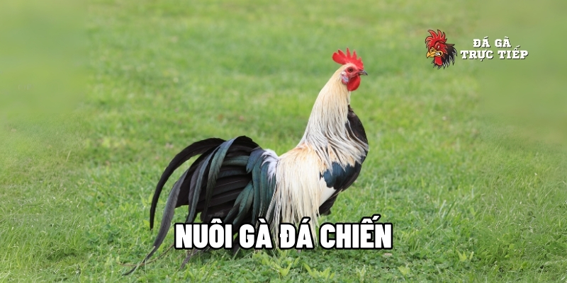 nuôi gà đá chiến