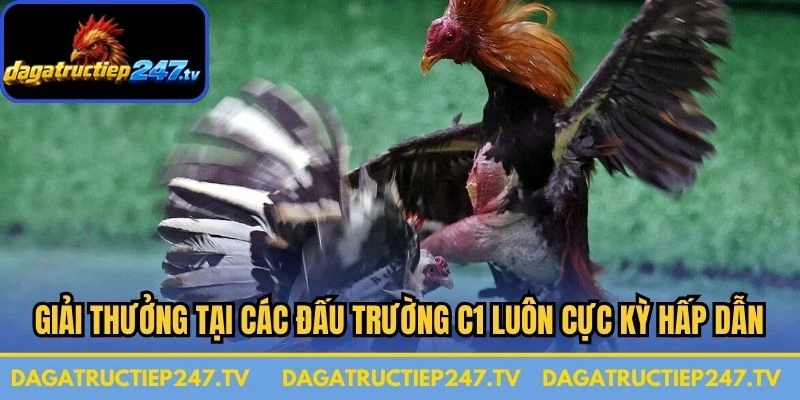 Giải thưởng tại các đấu trường C1 luôn cực kỳ hấp dẫn