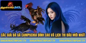 Các Giải Đá Gà Campuchia