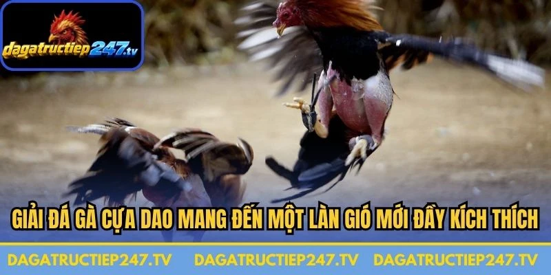 Giải đá gà cựa dao mang đến một làn gió mới đầy kích thích