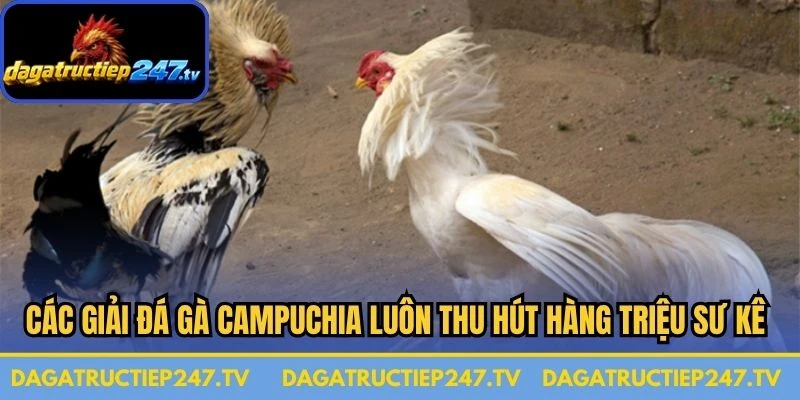 Các giải đá gà Campuchia luôn thu hút hàng triệu sư kê tham gia