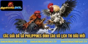 Các Giải Đá Gà Philippines