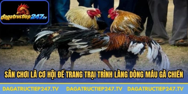 Sân chơi là cơ hội để các trang trại trình làng những dòng máu gà chiến