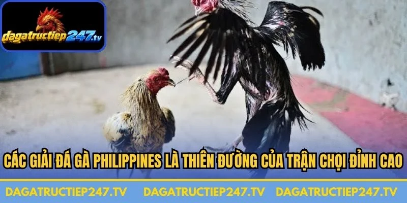 Các giải đá gà Philippines là thiên đường của những trận chọi đỉnh cao