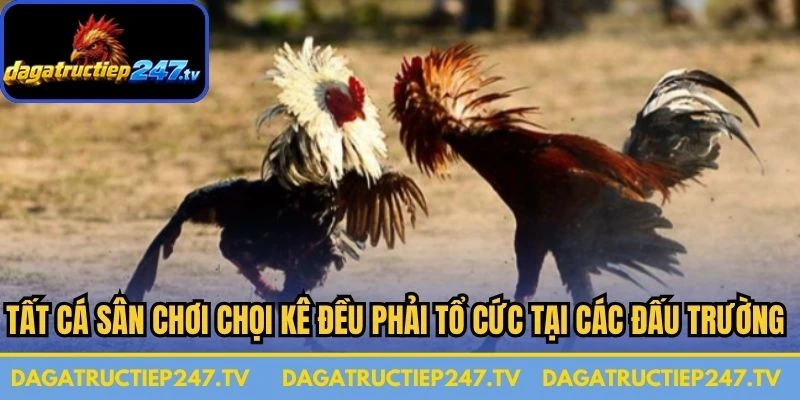 Tất cả sân chơi chọi kê đều phải được tổ chức tại các đấu trường