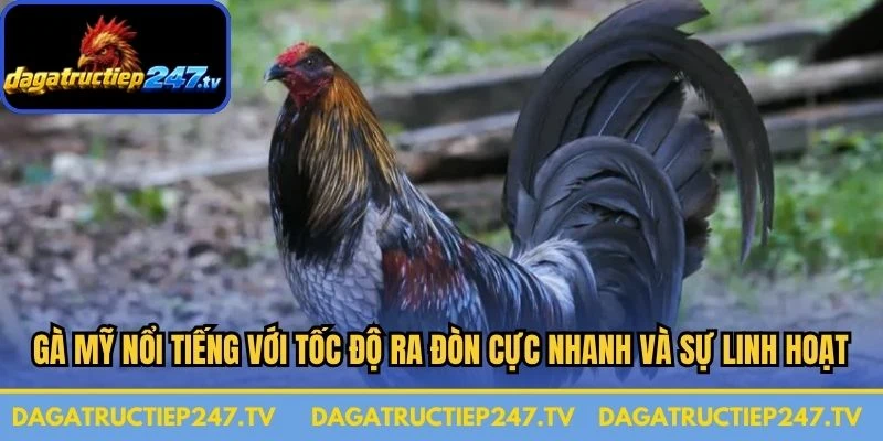 Gà Mỹ nổi tiếng với tốc độ ra đòn cực nhanh và sự linh hoạt vượt trội