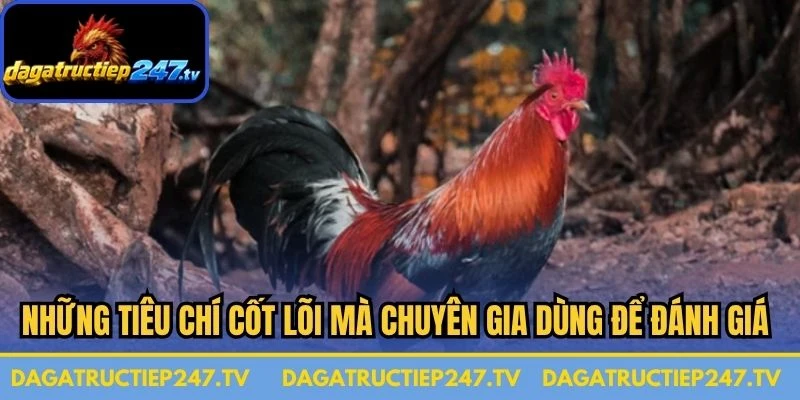 Những tiêu chí cốt lõi mà chuyên gia thường dùng để đánh giá và định vị giá trị