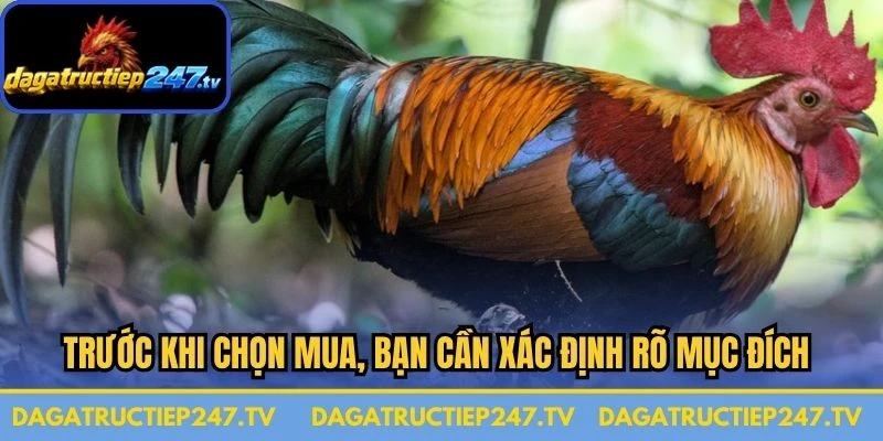 Trước khi chọn mua, bạn cần xác định rõ mục đích của mình là nuôi để thi đấu