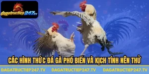 Các Hình Thức Đá Gà