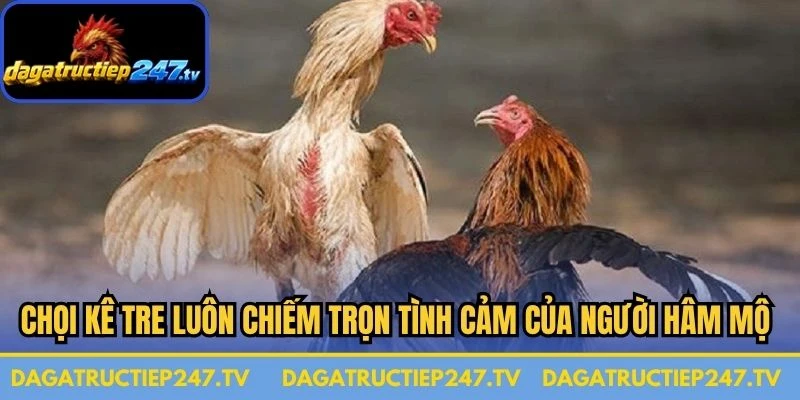 Chọi kê tre luôn chiếm trọn tình cảm của người hâm mộ hiện nay