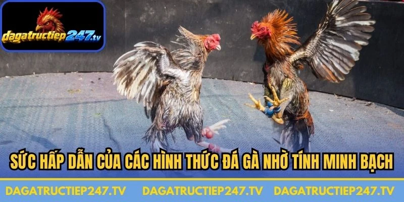 Sức hấp dẫn của các hình thức đá gà nhờ tính minh bạch, an toàn