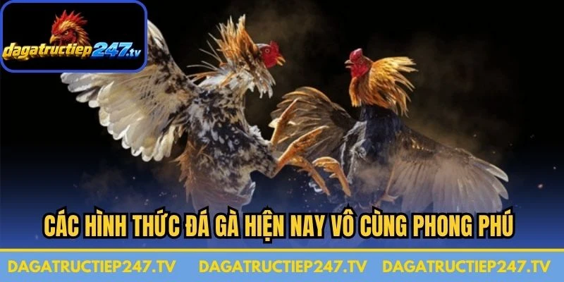 Các hình thức đá gà hiện nay vô cùng phong phú và phát triển