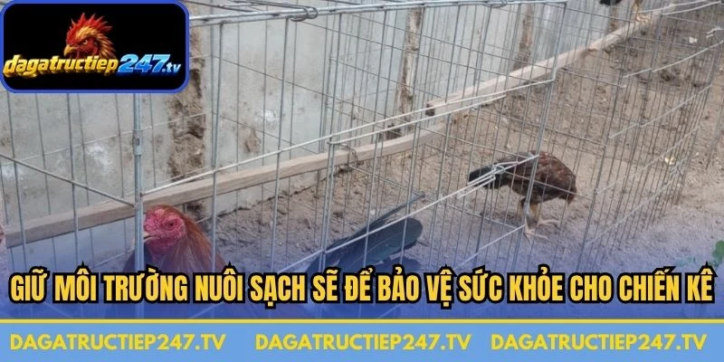 Giữ môi trường nuôi sạch sẽ để bảo vệ sức khỏe cho chiến kê 