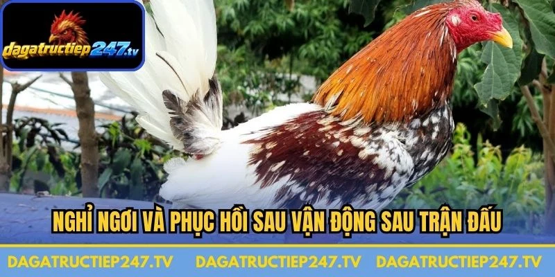 Nghỉ ngơi và phục hồi sau vận động sau trận đấu 