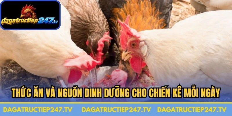 Thức ăn và nguồn dinh dưỡng cho chiến kê mỗi ngày 
