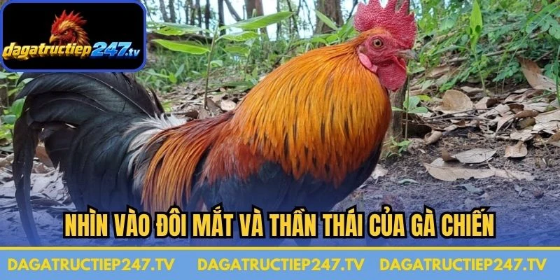 Nhìn vào đôi mắt và thần thái của gà chiến