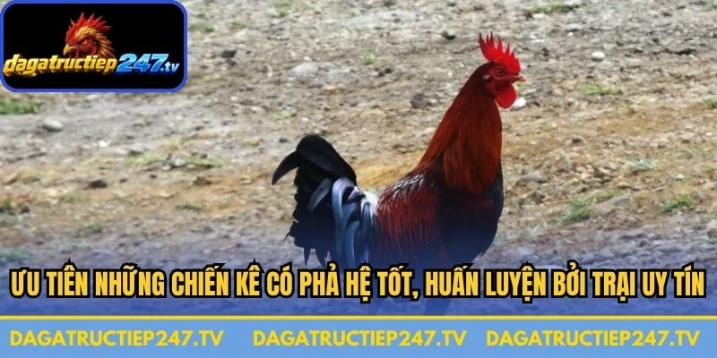 Ưu tiên những chiến kê có phả hệ tốt, được huấn luyện bởi các trại uy tín