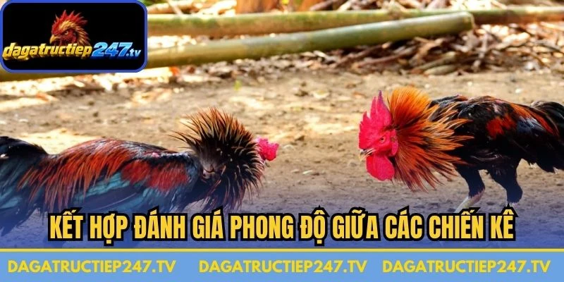 Kết hợp đánh giá phong độ giữa các chiến kê 