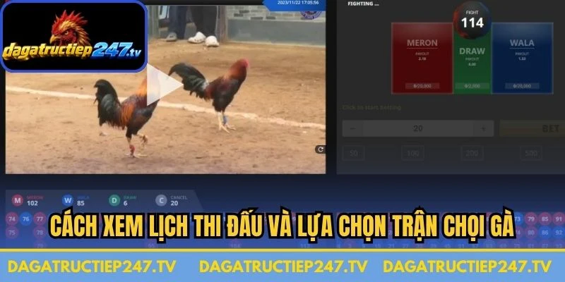 Cách xem lịch thi đấu và lựa chọn trận chọi gà 