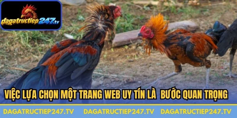 Việc lựa chọn một trang web hoặc ứng dụng uy tín là bước quan trọng nhất