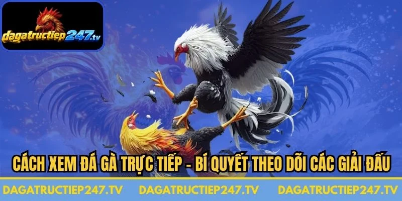 Cách Xem Đá Gà Trực Tiếp