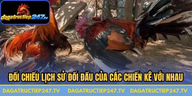 Đối chiếu lịch sử đối đầu của các chiến kê với nhau 