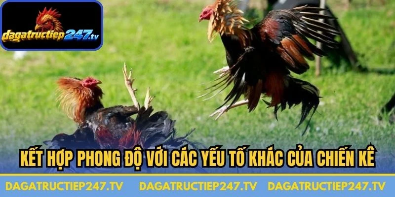 Kết hợp phong độ với các yếu tố khác của chiến kê 
