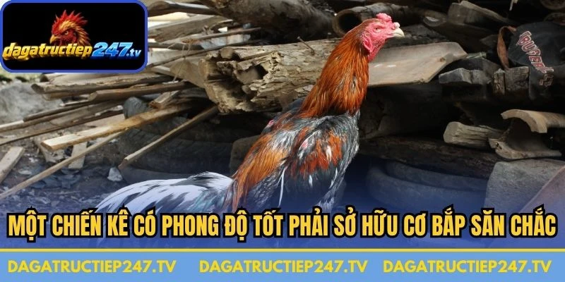 Một chiến kê có phong độ tốt phải sở hữu cơ bắp săn chắc