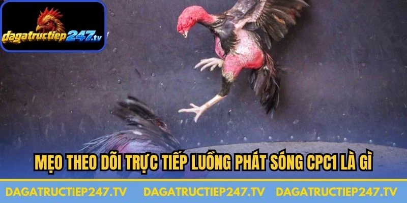 Mẹo theo dõi trực tiếp luồng phát sóng CPC1 là gì