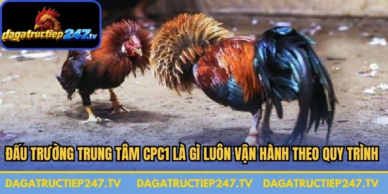 Đấu trường trung tâm CPC1 là gì luôn vận hành theo một quy trình khoa học