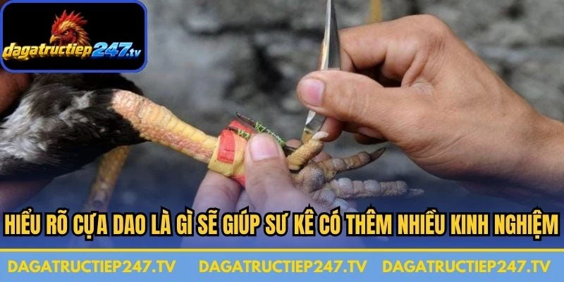 Hiểu rõ cựa dao là gì sẽ giúp các sư kê có thêm nhiều kinh nghiệm