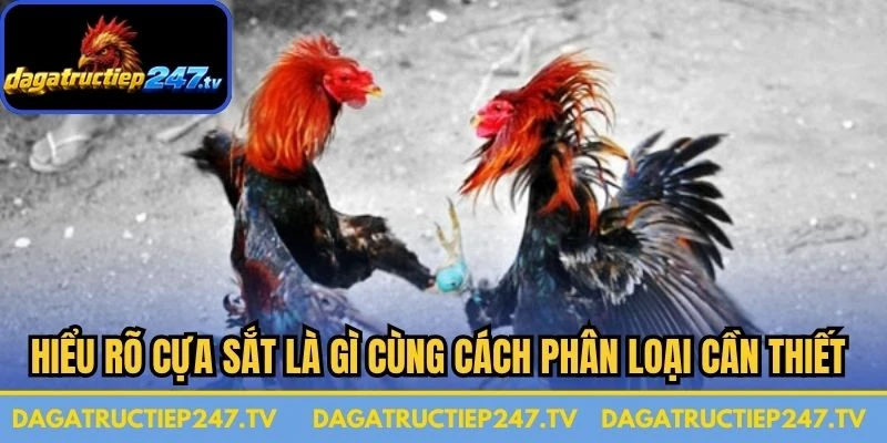 Hiểu rõ cựa sắt là gì cùng cách phân loại cần thiết trước khi ra trận