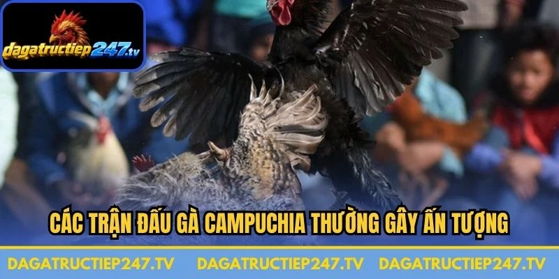 Các trận đấu gà Campuchia thường gây ấn tượng nhờ diễn biến khó đoán