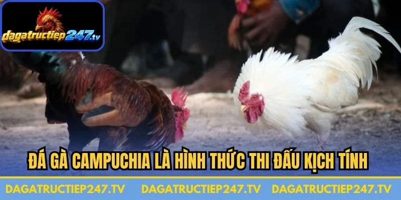 Đá gà Campuchia là hình thức thi đấu kịch tính giữa các chiến kê