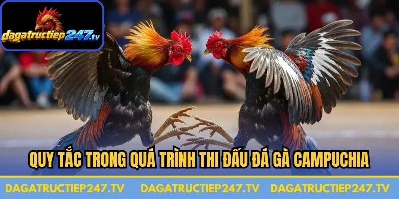 Quy tắc trong quá trình thi đấu đá gà Campuchia