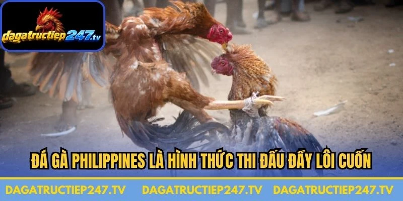 Đá gà Philippines là hình thức thi đấu đầy lôi cuốn, kịch tính