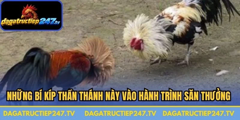 Những bí kíp thần thánh này vào hành trình săn thưởng đá gà Philippines