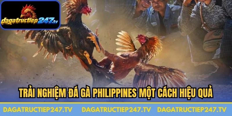 Trải nghiệm đá gà Philippines một cách hiệu quả
