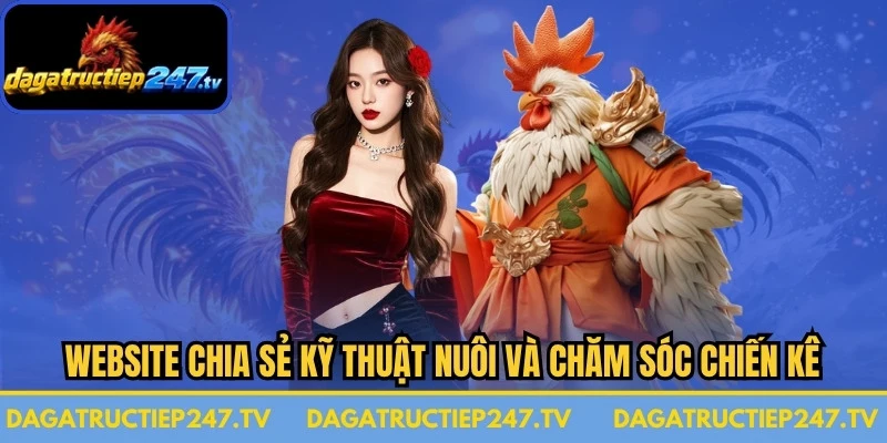 Website đá gà trực tiếp chia sẻ kiến thức về kỹ thuật nuôi và chăm sóc chiến kê
