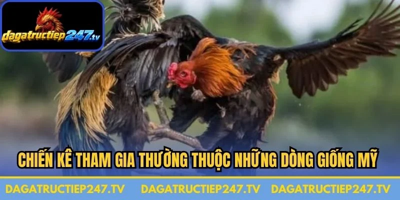 Chiến kê tham gia thường thuộc những dòng giống Mỹ thuần chủng