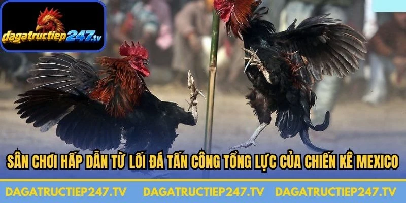 Sân chơi hấp dẫn từ lối đá tấn công tổng lực của các chiến kê Mexico