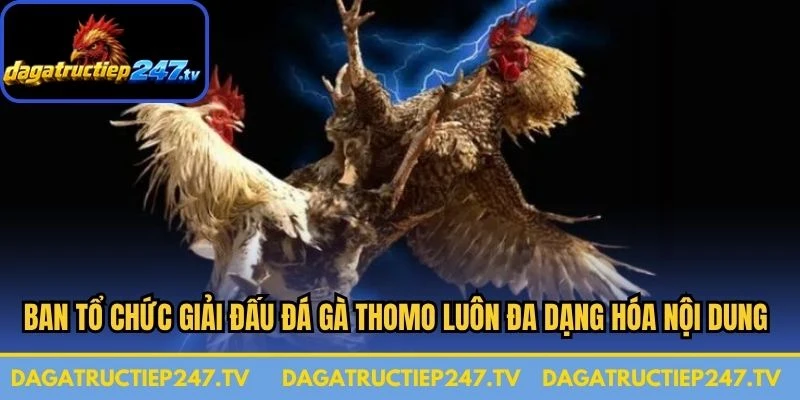 Ban tổ chức giải đấu đá gà Thomo luôn đa dạng hóa các nội dung thi đấu