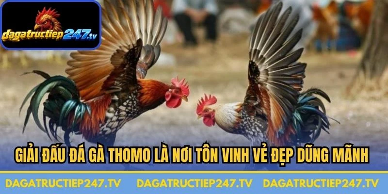 Giải đấu đá gà Thomo là nơi tôn vinh vẻ đẹp dũng mãnh của chiến kê dũng cảm