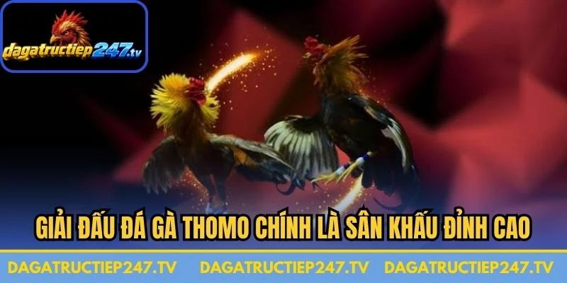Giải đấu đá gà Thomo chính là sân khấu đỉnh cao