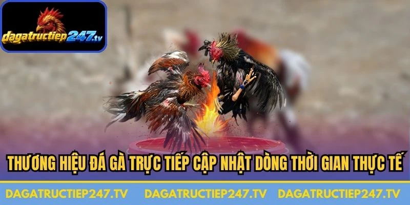 Thương hiệu Đá gà trực tiếp luôn nỗ lực cập nhật dòng thời gian thực tế