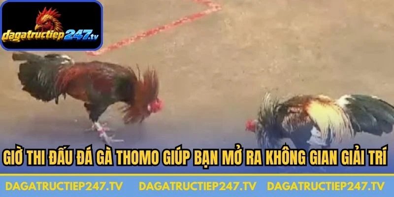 Giờ thi đấu đá gà Thomo giúp bạn mở ra không gian giải trí đỉnh cao