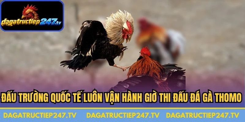 Đấu trường quốc tế luôn vận hành giờ thi đấu đá gà Thomo một cách khoa học 